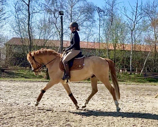 jumper Just Magic (German Riding Pony, 2021, from Jacky Boy)