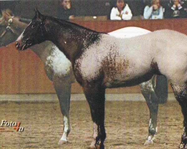 horse MS Andrews Vision (Appaloosa, 2004, from Vision of a Dream)