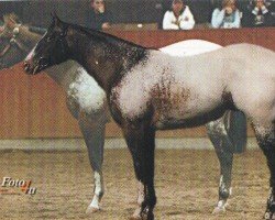 Pferd MS Andrews Vision (Appaloosa, 2004, von Vision of a Dream)