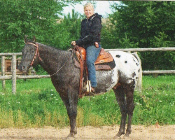 Deckhengst Wolfskin Rock (Appaloosa,  , von High Hand Rock)