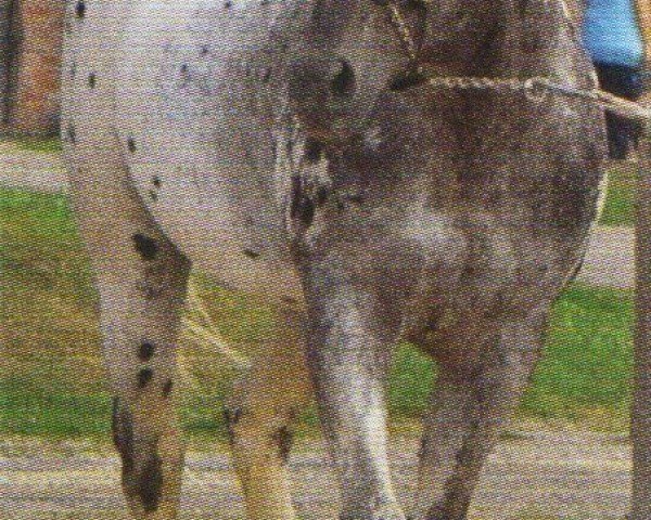 Deckhengst High Hand Rock (Appaloosa,  , von Rock Star)