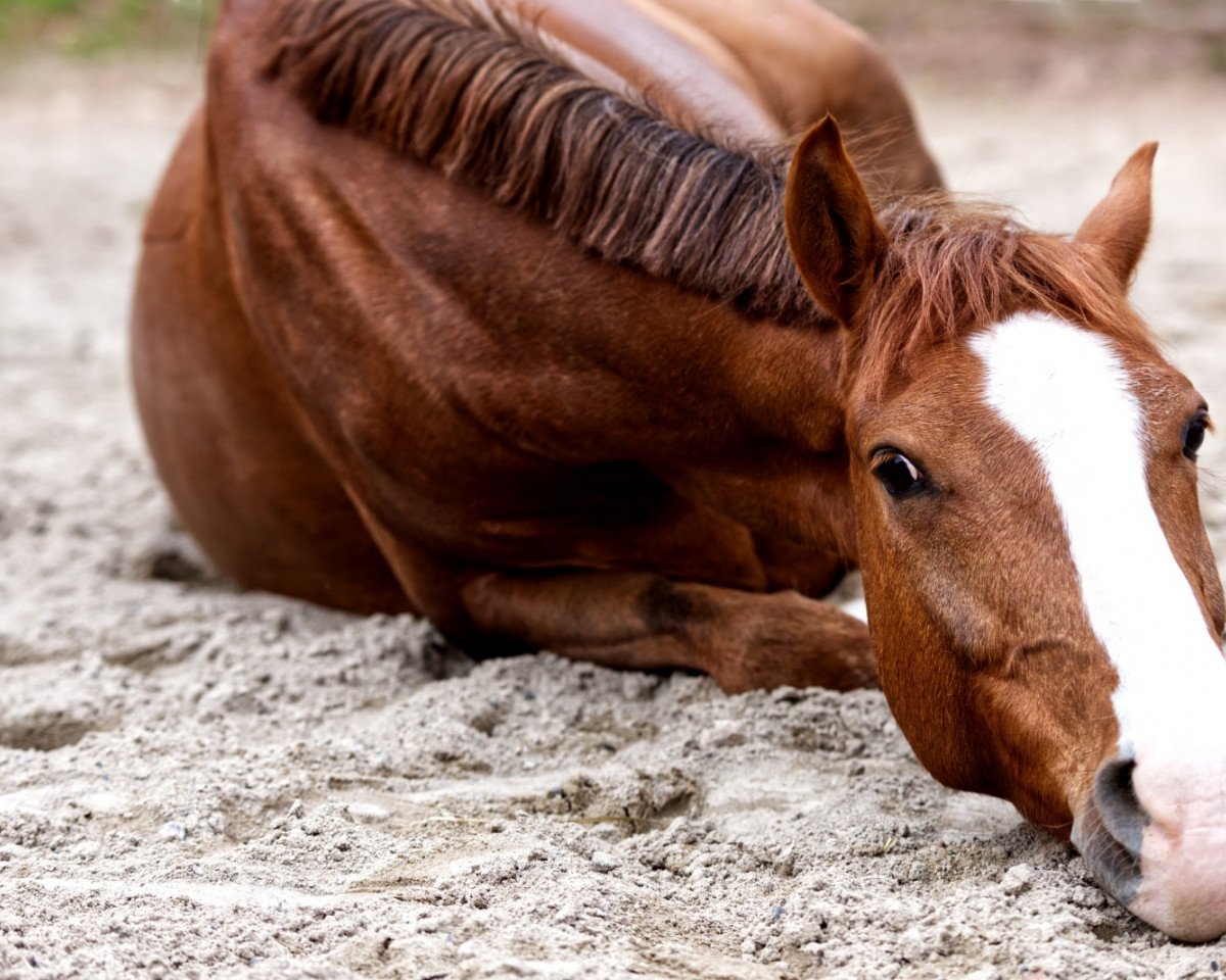 dressage horse Coulisto (German Riding Pony, 2015, from Couscous)