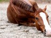 dressage horse Coulisto (German Riding Pony, 2015, from Couscous)