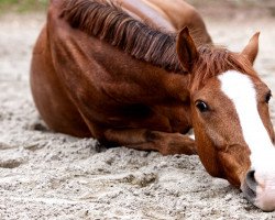 dressage horse Coulisto (German Riding Pony, 2015, from Couscous)