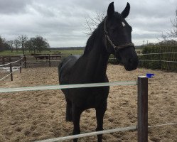 dressage horse Secret Love 14 (Hanoverian, 2007, from Sir Donnerhall I)