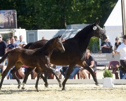 dressage horse Santo Nobile (Trakehner, 2021, from Helium)