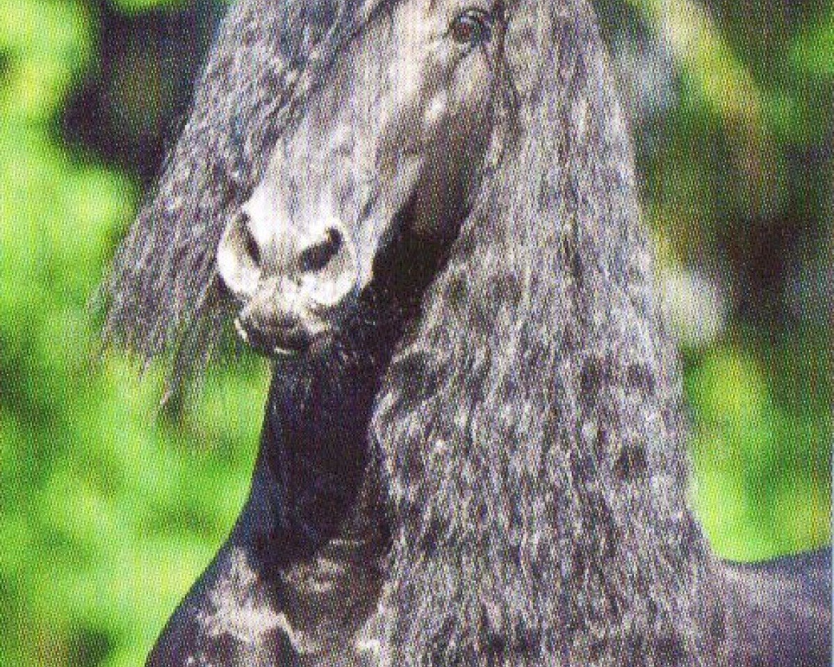 stallion Zorro C. (Friese, 1999, from Pike)