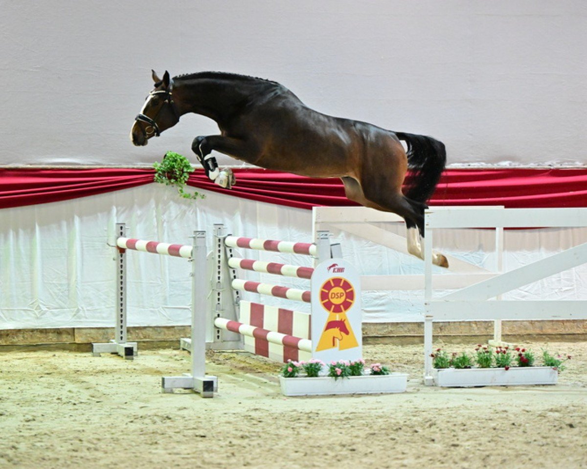 stallion Eliot D (German Sport Horse, 2021, from Emerald van 't Ruytershof)