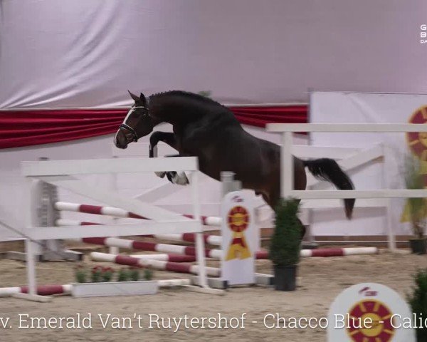 Video of Eliot D