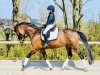 broodmare Don't Wait (German Riding Pony, 2009, from FS Don't Worry)