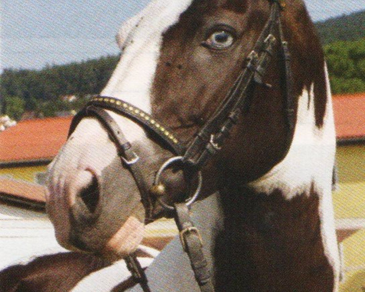 stallion Flash for Fantasy (Pinto / Pony, 1996, from Taffy's Snowdown)