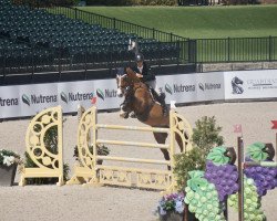 jumper Cantucchini (Oldenburg show jumper, 2011, from Cloney)