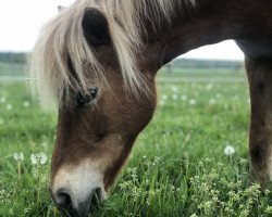 Zuchtstute Piroschka II (Shetland Pony, 2001, von Kadosa A 135)