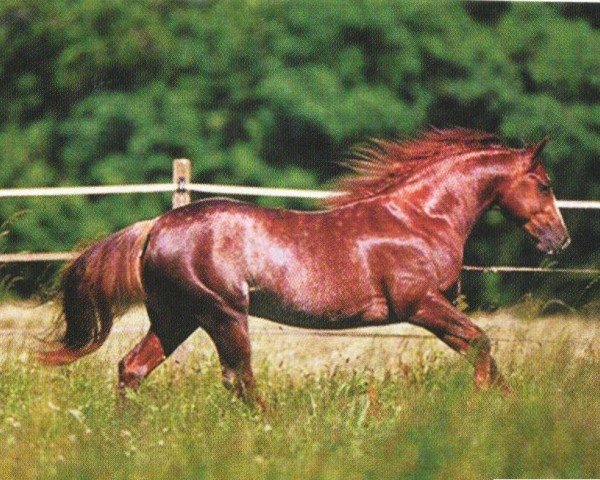 Pferd Smart Quixote R (Quarter Horse, 2003, von Reminic)