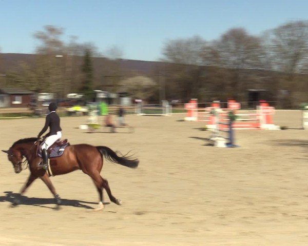 Reitturnier Springe 2025