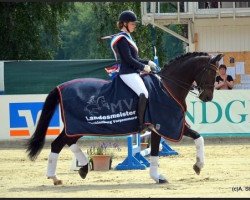 dressage horse Warella (Holsteiner, 2006, from Casiro I)