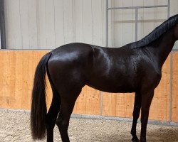 broodmare Majandra (Oldenburg, 2018, from E.H. Millennium)