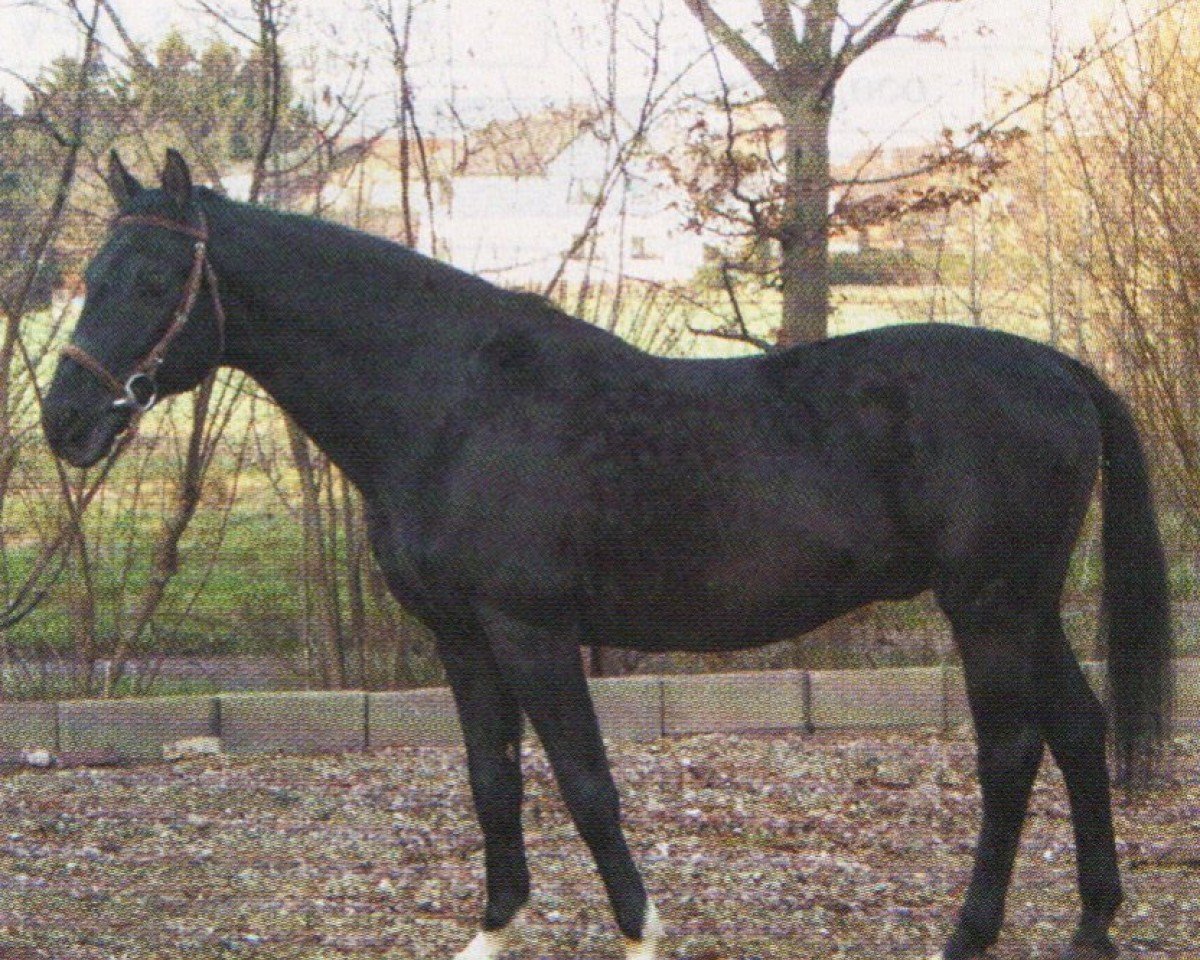 Deckhengst Saalberg (Deutsches Reitpferd, 1989, von Indexson)