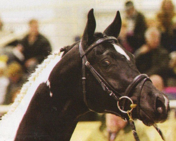 stallion Ablag Ibn Amir (Arab half breed / Partbred, 2005, from Blaz ons Fancy Amir)
