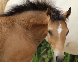 dressage horse Da Coeur P (German Riding Pony, 2021, from Diamonds Showtime)