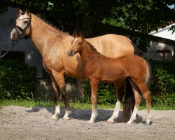 dressage horse Next Glamourdale P (German Riding Pony, 2021, from FS Next Diamond)