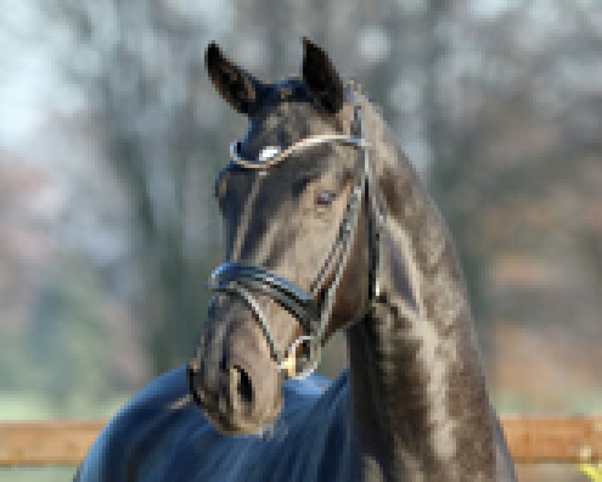 Deckhengst Don Indigo (Hannoveraner, 2014, von Don Index)