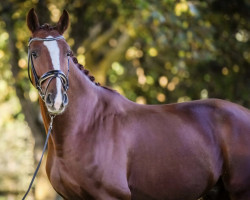 dressage horse Fleetwood Mac 23 (Hanoverian, 2012, from Fabregas)