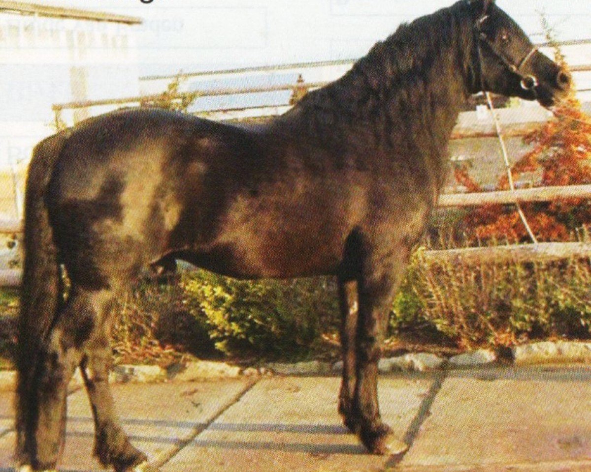 stallion Brynera Barny (Welsh-Cob (Sek. D), 1991, from Carregcoch Chieftain)