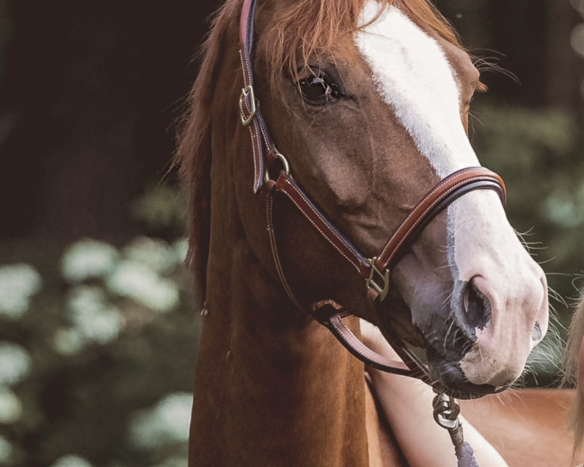 dressage horse Fleur Dansante (Hanoverian, 2017, from Fürstenberg 17)