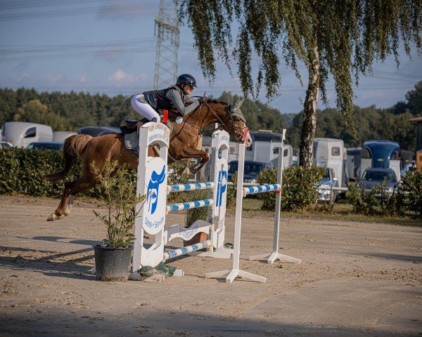 Springpferd Miss Malu 3 (Deutsches Reitpony, 2016, von Mentos Charmeur)