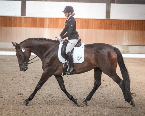 dressage horse Donnatella 44 (Hanoverian, 2015, from Don Frederico)
