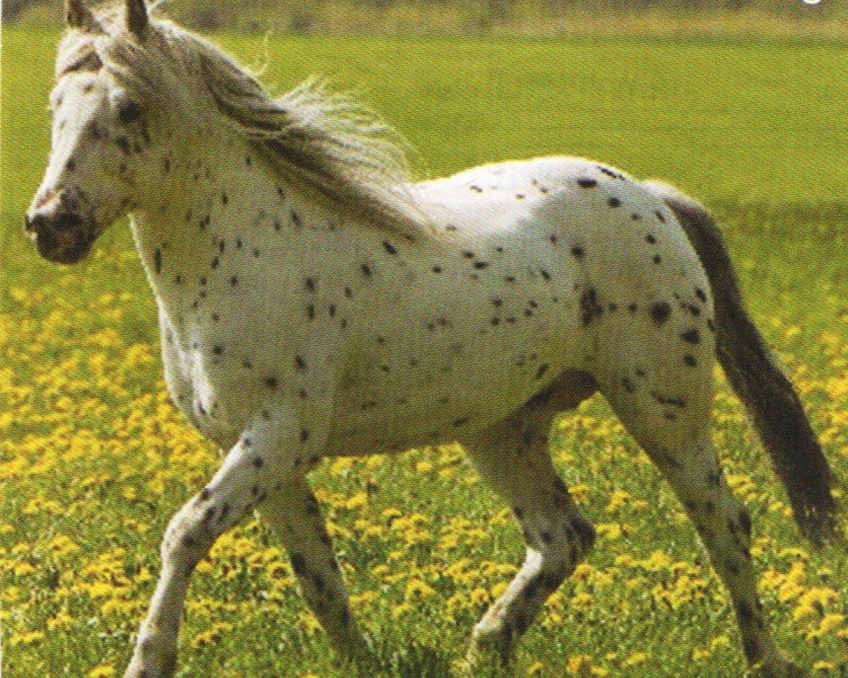 stallion Little Monday (Knabstrupper, 2001, from Mads af Mesballe)