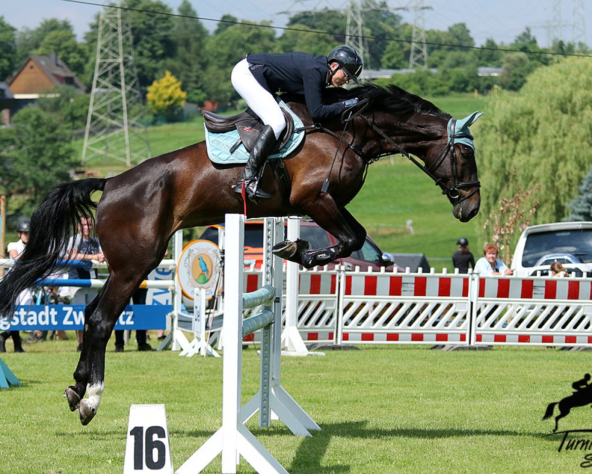 Springpferd Barny 73 (Deutsches Sportpferd, 2013, von Balou du Rouet)