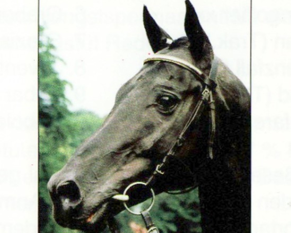Deckhengst Ussuri xx (Englisches Vollblut, 1982, von Aveiro xx)