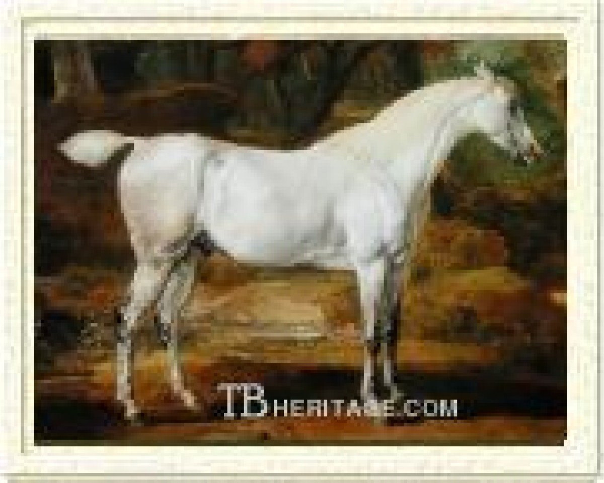 Deckhengst Places White Turk (Englisches Vollblut,  )