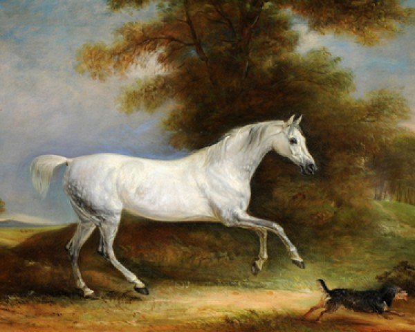broodmare Old Peg (Thoroughbred, 1655, from Old Morocco Barb xx)