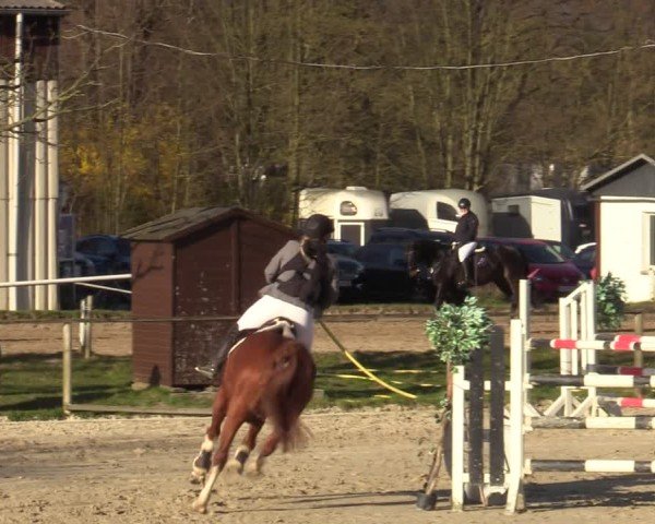 Reitturnier Springe 2025