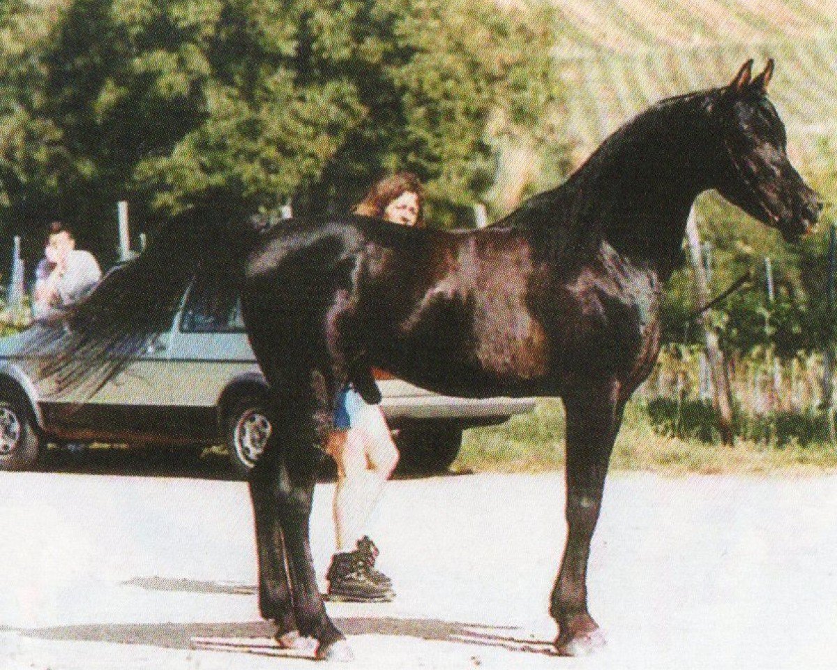 Deckhengst Ali Kasar EAO (Vollblutaraber, 1992, von Shetan Ibn Samogha EAO)