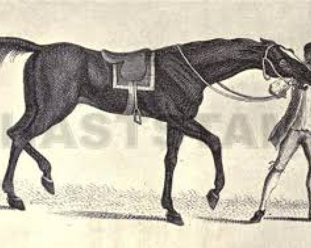 Deckhengst Sedbury (Achal Tekkiner, 1648, von rigged Lady)
