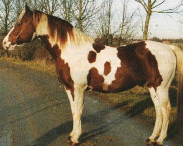 Pferd Shade Of Two Moons (Paint Horse, 1994, von Shades Of Wonder)
