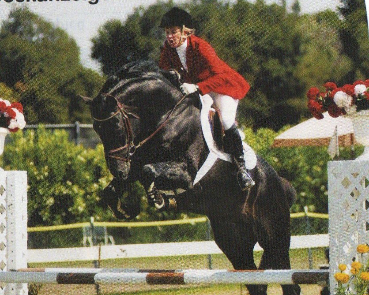 stallion Hunter (Holsteiner, 1999, from Heraldik xx)