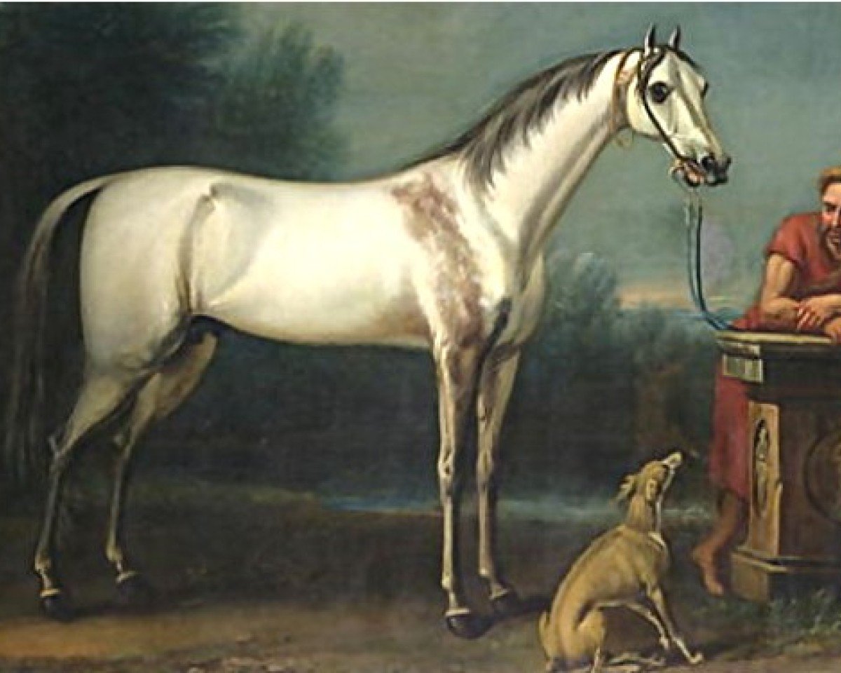 stallion Old Morocco Barb xx (Thoroughbred, 1633, from RJ Ransom)