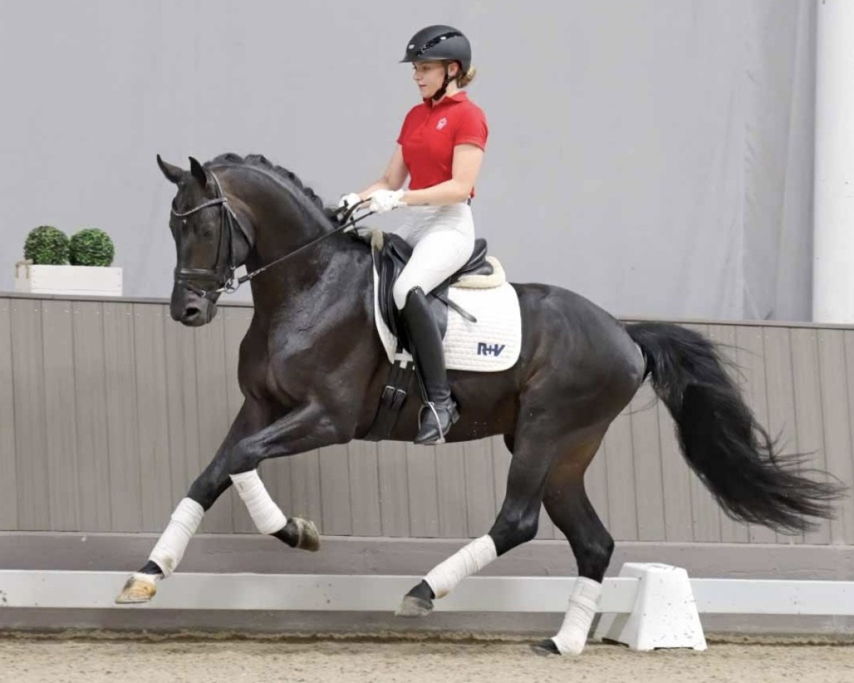 Deckhengst Sir Elton (Westfale, 2018, von Sir Donnerhall I)