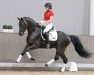 stallion Sir Elton (Westphalian, 2018, from Sir Donnerhall I)