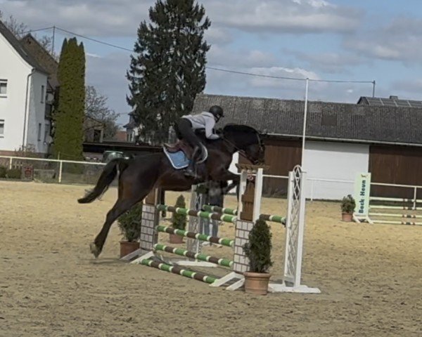 Springpferd Caruso 518 (Oldenburger, 2009, von Conteur)