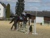 jumper Caruso 518 (Oldenburg, 2009, from Conteur)