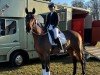 stallion Benedikt (German Sport Horse, 2017, from Ben Benicio)
