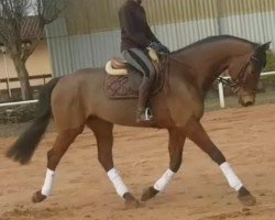 jumper Lord Lenni (Hanoverian, 2011, from Levisonn 208 FIN)