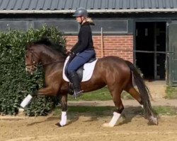 broodmare My fair Lady 112 (German Riding Pony, 2017, from FS Mr. Right)