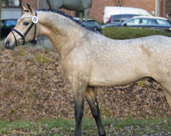stallion Da Silva AT (German Riding Pony, 2014, from D-Day AT)
